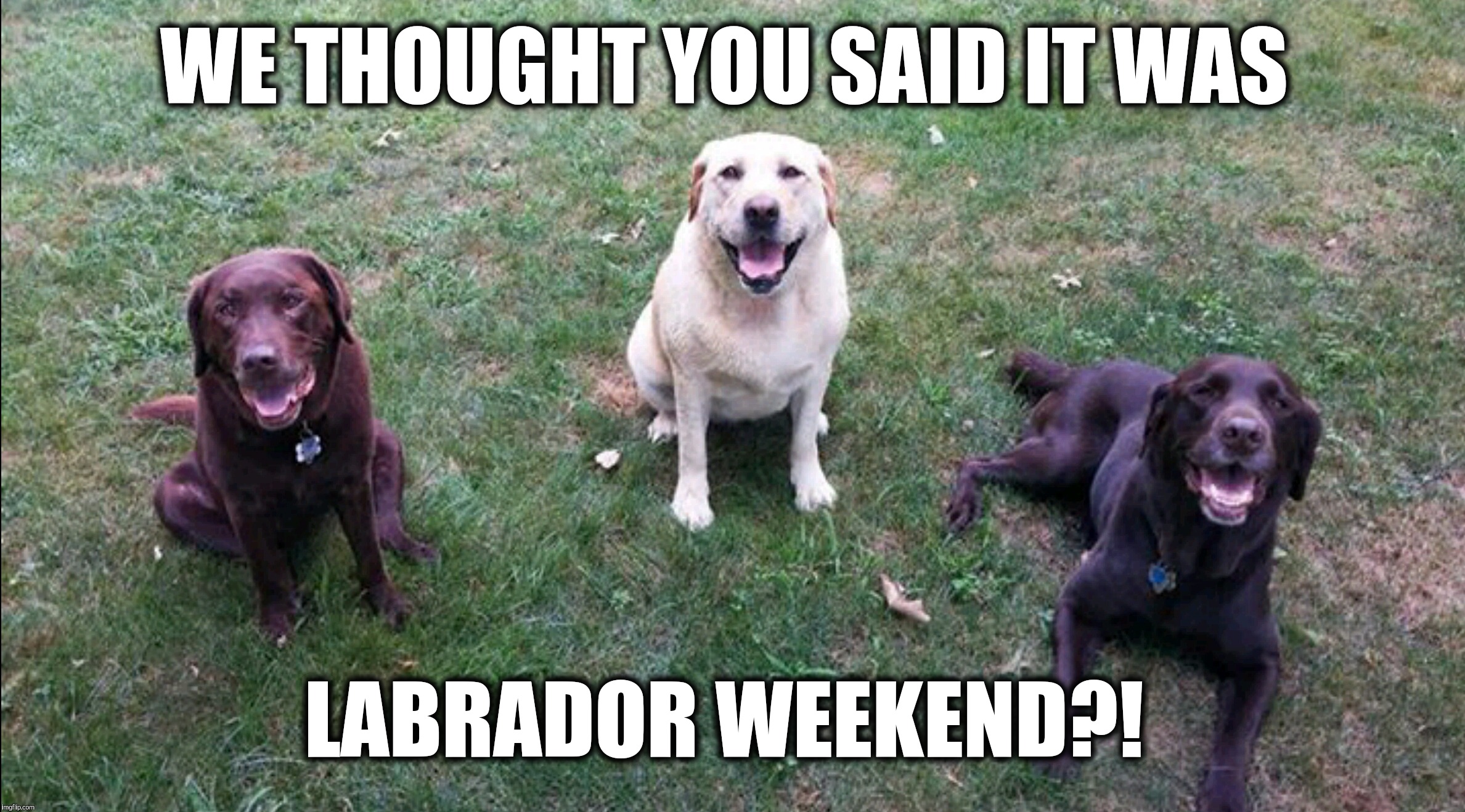 We thought you said it was Labrador weekend?!  | WE THOUGHT YOU SAID IT WAS; LABRADOR WEEKEND?! | image tagged in labs,chuckie the chocolate lab,labor day,labrador,weekend,holiday | made w/ Imgflip meme maker