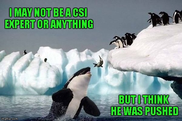 If you live life on the edge, be careful who you call friends... | I MAY NOT BE A CSI EXPERT OR ANYTHING; BUT I THINK HE WAS PUSHED | image tagged in killer whale,memes,funny animals,funny,penguins,animals | made w/ Imgflip meme maker