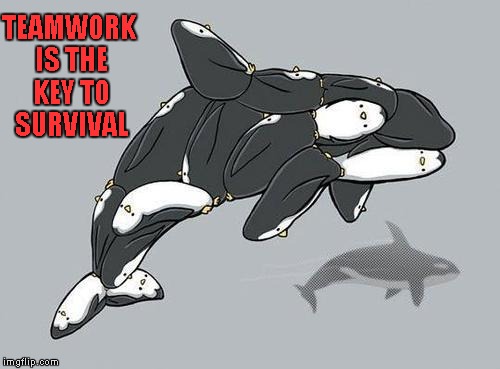 If only penguins knew... | TEAMWORK IS THE KEY TO SURVIVAL | image tagged in penguin orca,memes,penguins,orca,funny,animals | made w/ Imgflip meme maker