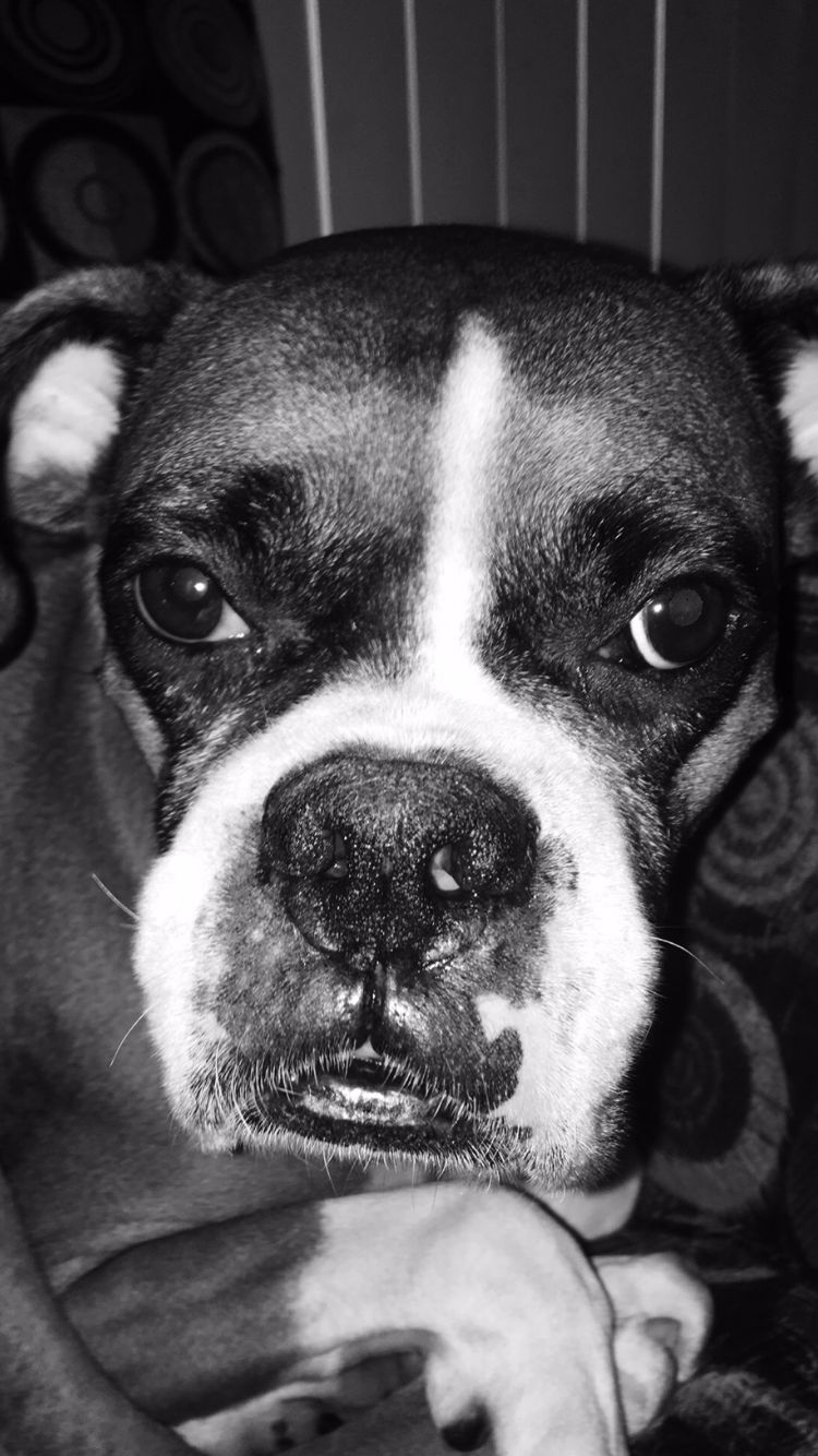 Go Fuck Yourself Blank Template Imgflip