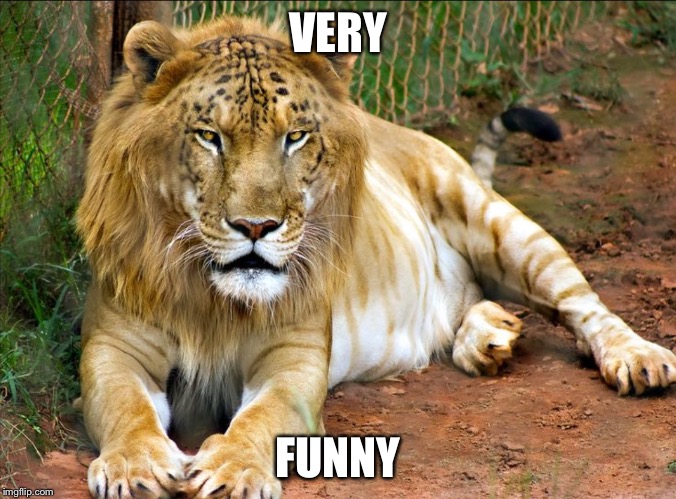LEOPON | VERY FUNNY | image tagged in leopon | made w/ Imgflip meme maker