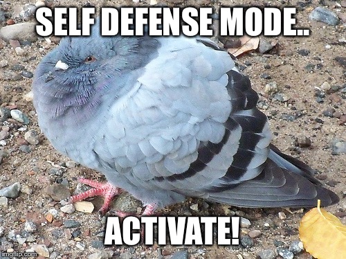 SELF DEFENSE MODE.. ACTIVATE! | image tagged in funny,memes,bird,puffy,self defense mode | made w/ Imgflip meme maker