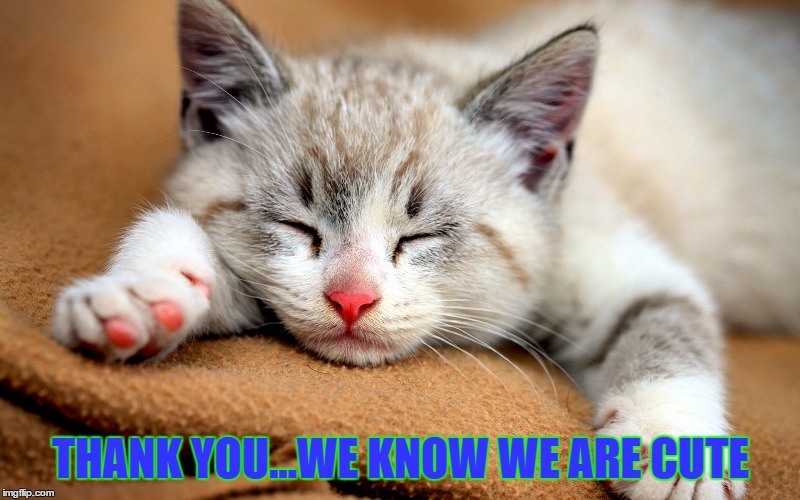 THANK YOU...WE KNOW WE ARE CUTE | made w/ Imgflip meme maker