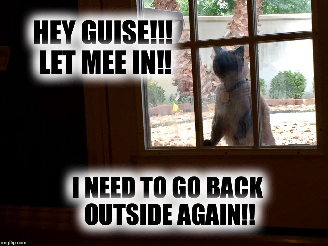 My cat acts just like a dog | HEY GUISE!!! LET MEE IN!! I NEED TO GO BACK OUTSIDE AGAIN!! | image tagged in cats,siamese cat,dogs an cats,kitty,kitty cat,cat meme | made w/ Imgflip meme maker