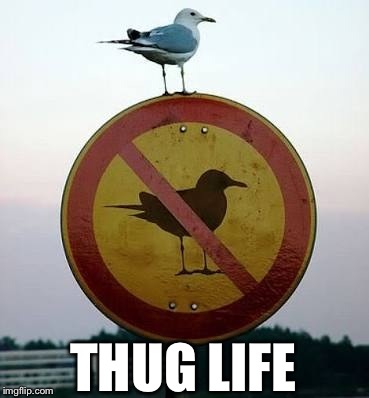Bird on sign | THUG LIFE | image tagged in bird,sign,thug life,memes,funny | made w/ Imgflip meme maker