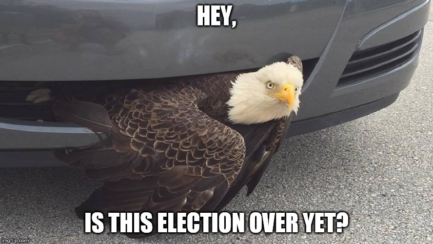 Bald Eagle in Car Grille | HEY, IS THIS ELECTION OVER YET? | image tagged in bald eagle,car,bird,hit | made w/ Imgflip meme maker
