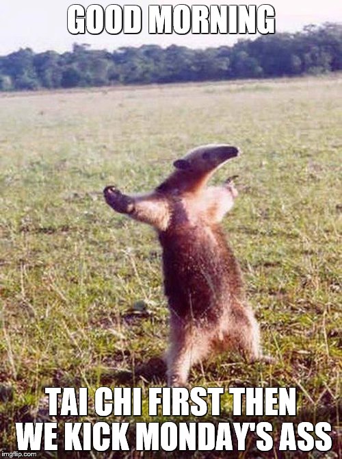 Fight me anteater | GOOD MORNING; TAI CHI FIRST THEN WE KICK MONDAY'S ASS | image tagged in fight me anteater | made w/ Imgflip meme maker
