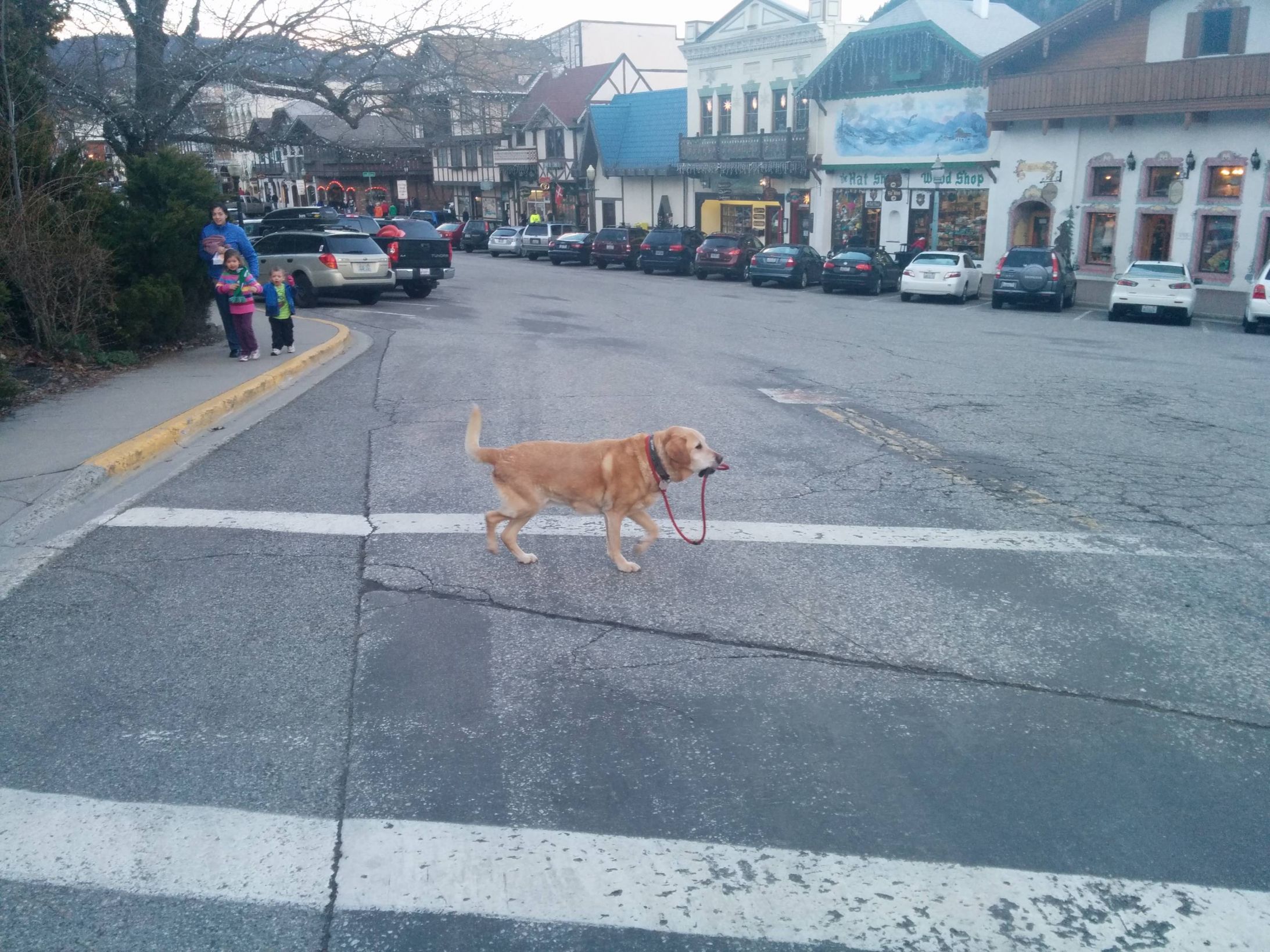 High Quality Dog walking itself Blank Meme Template