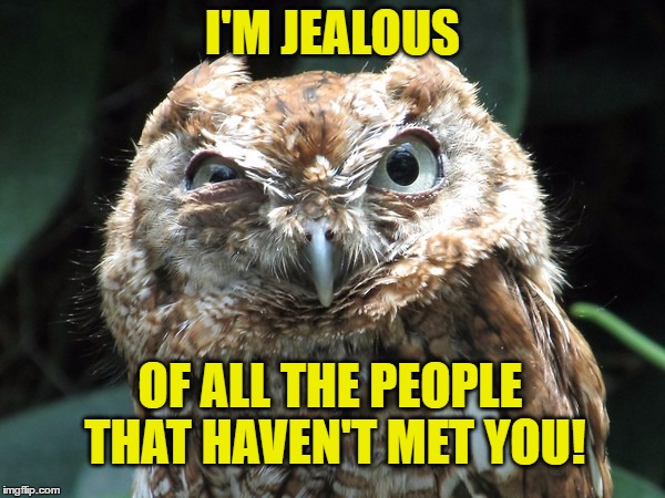 I'M JEALOUS; OF ALL THE PEOPLE THAT HAVEN'T MET YOU! | image tagged in ornery owl,jealous,owl,grumpy,owls | made w/ Imgflip meme maker