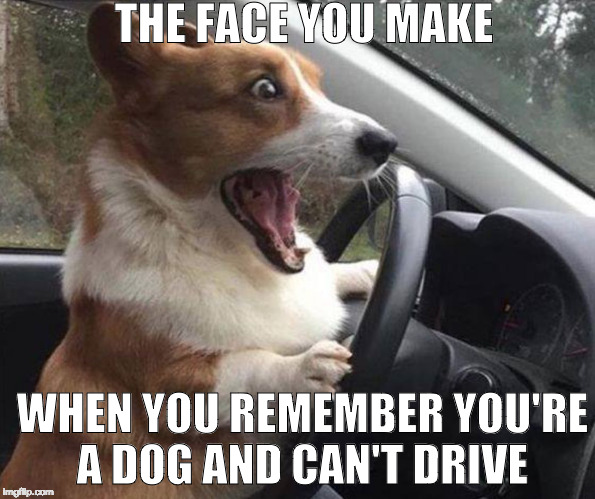 If a dog identifies as a human, should it be allowed to drive? | THE FACE YOU MAKE; WHEN YOU REMEMBER YOU'RE A DOG AND CAN'T DRIVE | image tagged in dog driving,drive,bacon,dog,the face you make | made w/ Imgflip meme maker