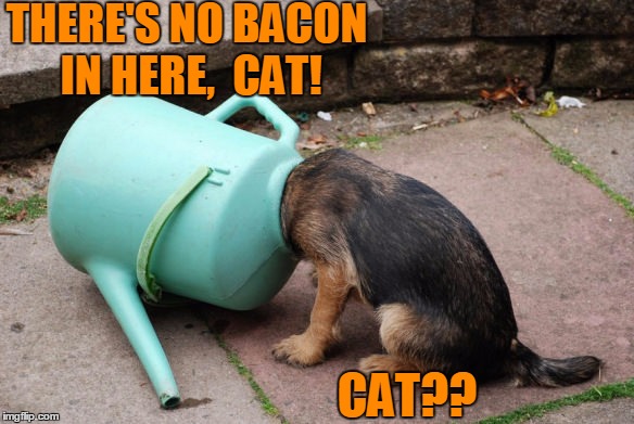 Dumb dog meme for DUMB meme week  :-) | THERE'S NO BACON IN HERE,  CAT! CAT?? | image tagged in oops | made w/ Imgflip meme maker