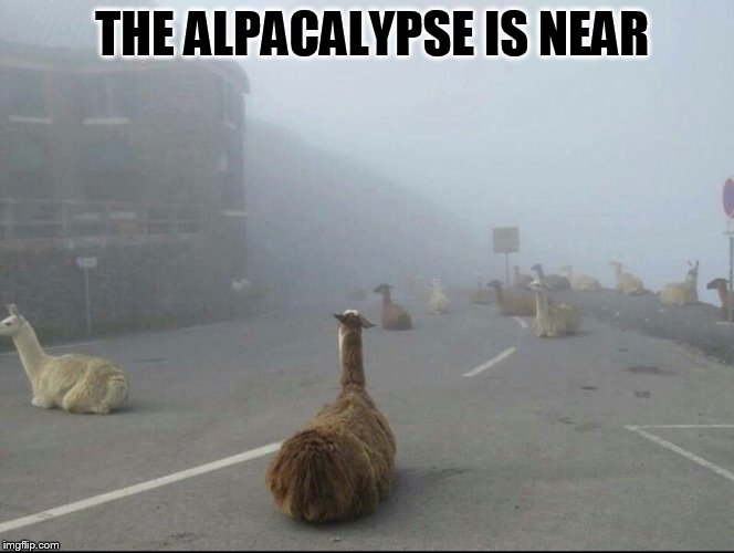 I know the  alpacalypse  has been done before, but I couldn't resist this picture!  | THE ALPACALYPSE IS NEAR | image tagged in alpacalypse,apocalypse,funny meme,laughs,the end is near,been done before | made w/ Imgflip meme maker