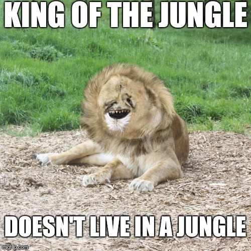 Poor Guy | KING OF THE JUNGLE; DOESN'T LIVE IN A JUNGLE | image tagged in harold the lion | made w/ Imgflip meme maker