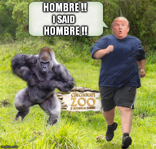 HOMBRE !! I SAID; HOMBRE !! | image tagged in harambe,bad hombre,bad hombres,dumptrump,nevertrump,cincinnati zoo | made w/ Imgflip meme maker