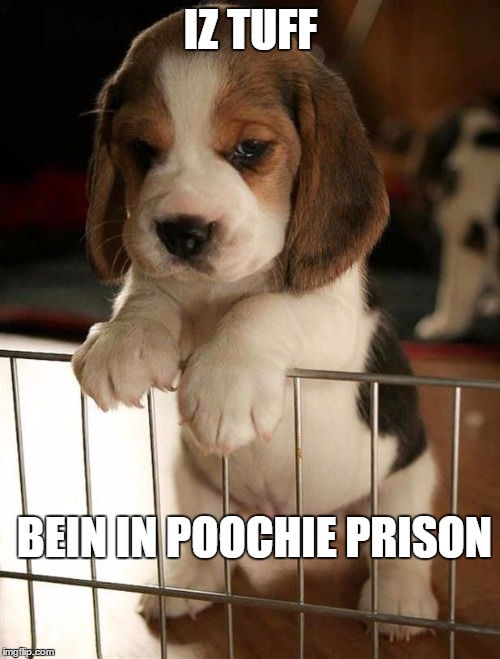 Puppy Parole | IZ TUFF; BEIN IN POOCHIE PRISON | image tagged in meme,cute,puppies,puppy,awwww,funny | made w/ Imgflip meme maker