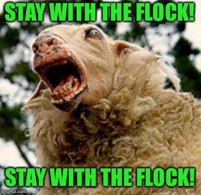 SHEEPLE | STAY WITH THE FLOCK! STAY WITH THE FLOCK! | image tagged in stupid sheep | made w/ Imgflip meme maker