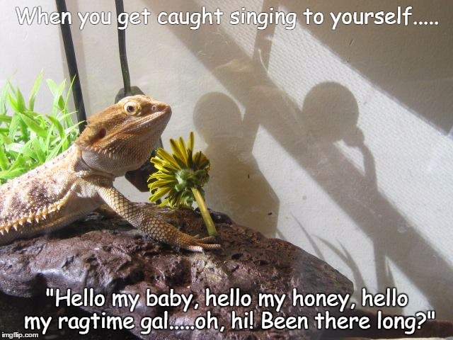 When you get caught singing to yourself..... "Hello my baby, hello my honey, hello my ragtime gal.....oh, hi! Been there long?" | image tagged in pets,funny animals | made w/ Imgflip meme maker