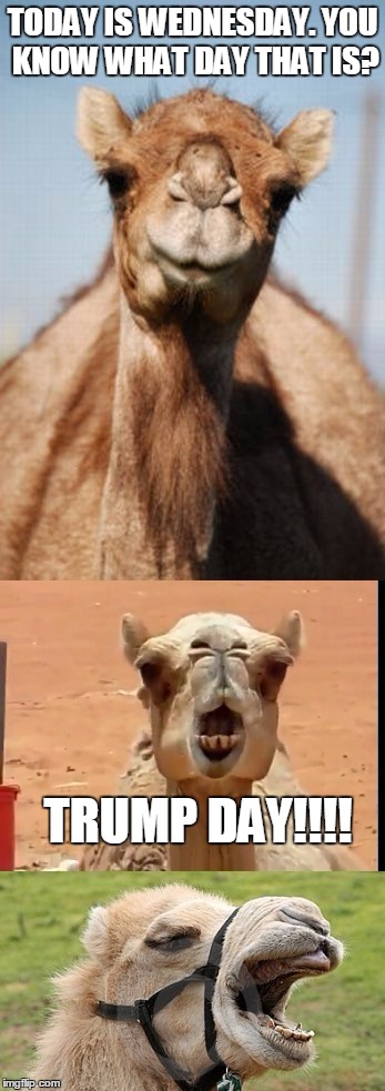 Bad Pun Camel | TODAY IS WEDNESDAY. YOU KNOW WHAT DAY THAT IS? TRUMP DAY!!!! | image tagged in bad pun camel,donald trump,election 2016,hump day | made w/ Imgflip meme maker