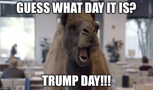 Hump Day Camel | GUESS WHAT DAY IT IS? TRUMP DAY!!! | image tagged in hump day camel,donald trump,election 2016,memes | made w/ Imgflip meme maker