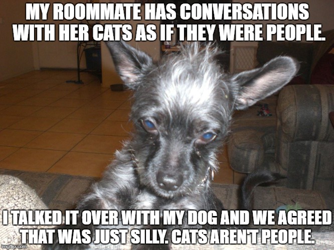 My Dog | MY ROOMMATE HAS CONVERSATIONS WITH HER CATS AS IF THEY WERE PEOPLE. I TALKED IT OVER WITH MY DOG AND WE AGREED THAT WAS JUST SILLY. CATS AREN'T PEOPLE. | image tagged in dogs,cats,pets | made w/ Imgflip meme maker