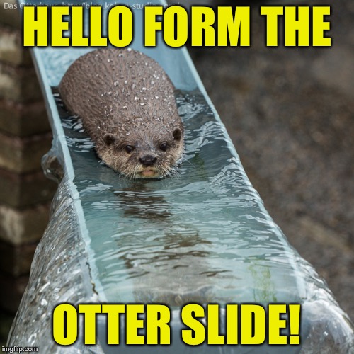 Just thought of this meme while looking at otter photos! - Imgflip