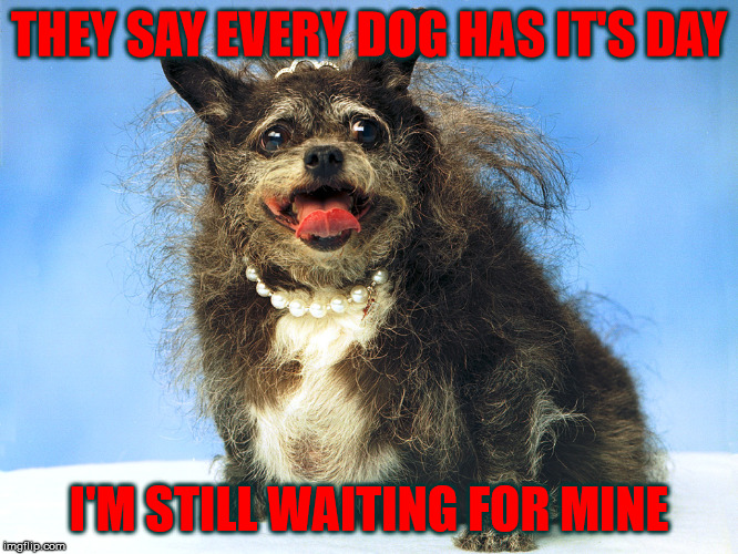 Every Dog Has It's Day | THEY SAY EVERY DOG HAS IT'S DAY; I'M STILL WAITING FOR MINE | image tagged in ugly dog,ain't she purdy,every dog has its day,is this a clue,a mythical tag | made w/ Imgflip meme maker