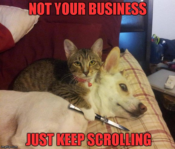 Loose lips sink ships... | NOT YOUR BUSINESS; JUST KEEP SCROLLING | image tagged in memes,cats,funny animals,animals,cat dog & knife | made w/ Imgflip meme maker