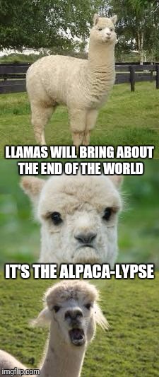 Alpaca Bad Pun | LLAMAS WILL BRING ABOUT THE END OF THE WORLD; IT'S THE ALPACA-LYPSE | image tagged in alpaca bad pun | made w/ Imgflip meme maker
