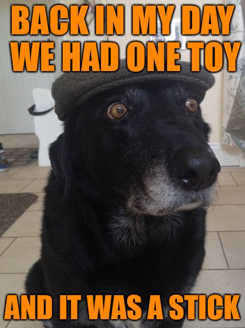 Back in my day we had one toy  | BACK IN MY DAY WE HAD ONE TOY; AND IT WAS A STICK | image tagged in back in my day dog,dogs,memes,we had one toy,my templates challenge | made w/ Imgflip meme maker