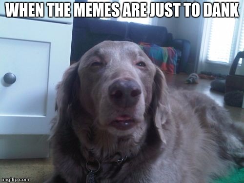 High Dog | WHEN THE MEMES ARE JUST TO DANK | image tagged in memes,high dog | made w/ Imgflip meme maker