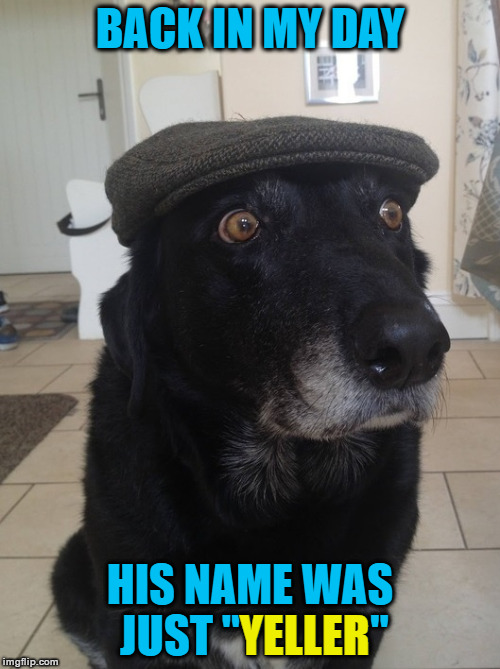 Back In My Day Dog | BACK IN MY DAY; HIS NAME WAS JUST "YELLER"; YELLER | image tagged in back in my day dog,animals,dogs,old yeller,back in my day | made w/ Imgflip meme maker