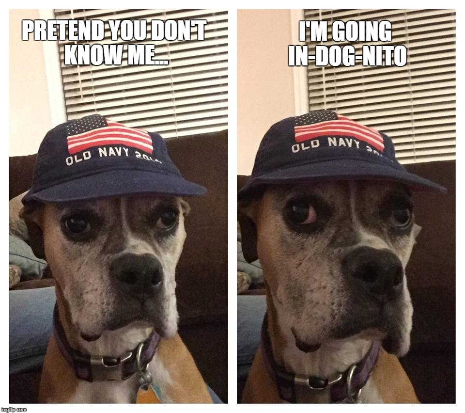 In-Dog-Nito | I'M GOING IN-DOG-NITO; PRETEND YOU DON'T KNOW ME... | image tagged in dog,boxer,boxer dog,baseball bat | made w/ Imgflip meme maker