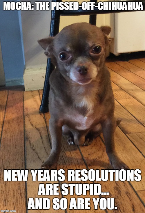 Mocha: The Pissed-Off-Chihuahua | MOCHA: THE PISSED-OFF-CHIHUAHUA; NEW YEARS RESOLUTIONS ARE STUPID... AND SO ARE YOU. | image tagged in humor,funny dogs,dogs,funny memes,funny chihuahua,chihuahua | made w/ Imgflip meme maker
