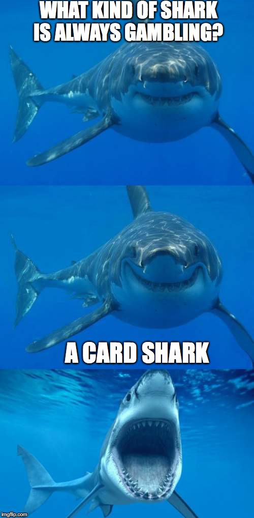 Bad Shark Pun  | WHAT KIND OF SHARK IS ALWAYS GAMBLING? A CARD SHARK | image tagged in bad shark pun | made w/ Imgflip meme maker