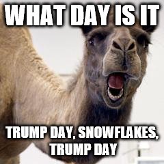 Camel | WHAT DAY IS IT; TRUMP DAY, SNOWFLAKES, TRUMP DAY | image tagged in camel | made w/ Imgflip meme maker