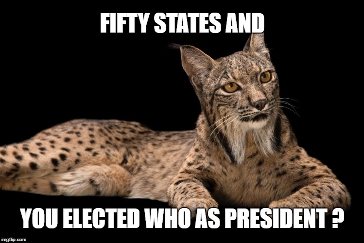 Liberal Lynx | FIFTY STATES AND; YOU ELECTED WHO AS PRESIDENT ? | image tagged in trump,election,wtf,liberal lynx | made w/ Imgflip meme maker