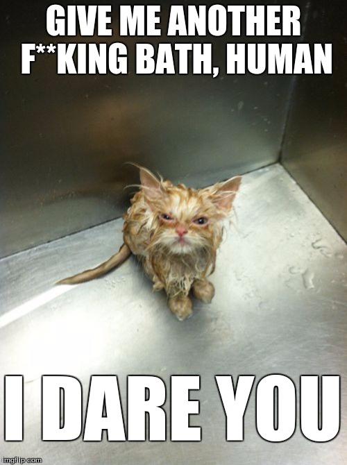 Cat meme. | GIVE ME ANOTHER F**KING BATH, HUMAN; I DARE YOU | image tagged in memes,kill you cat | made w/ Imgflip meme maker