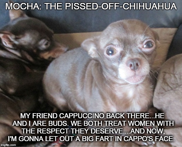 Mocha: The Pissed-Off-Chihuahua | MOCHA: THE PISSED-OFF-CHIHUAHUA; MY FRIEND CAPPUCCINO BACK THERE...HE AND I ARE BUDS. WE BOTH TREAT WOMEN WITH THE RESPECT THEY DESERVE....AND NOW, I'M GONNA LET OUT A BIG FART IN CAPPO'S FACE. | image tagged in funny dog memes,funny memes,funny chihuahua,chihuahua,dogs | made w/ Imgflip meme maker