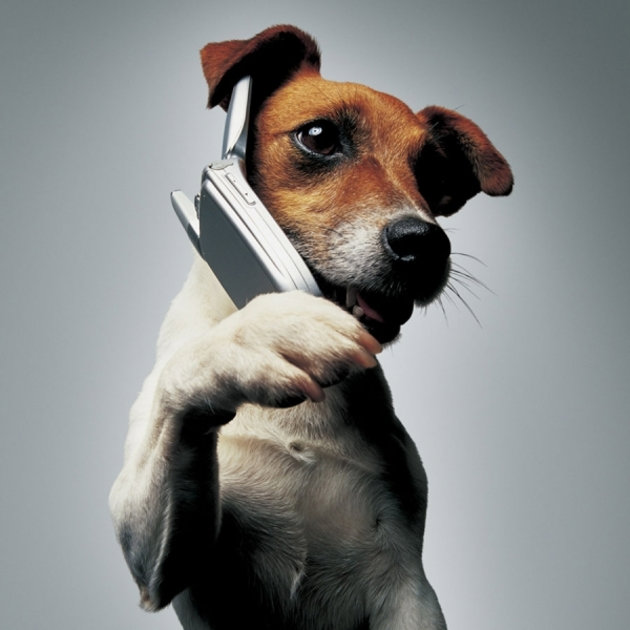 Doggy phone