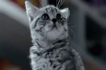 Image tagged in gifs,cute,cats,kittens,animals