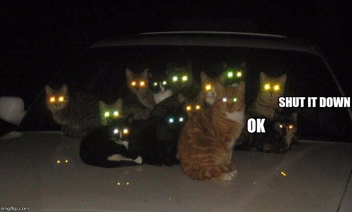 Cats on car | SHUT IT DOWN; OK | image tagged in cats on car | made w/ Imgflip meme maker