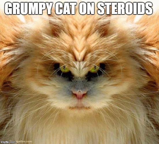 grumpy cat on steroids  | GRUMPY CAT ON STEROIDS | image tagged in grumpy cat,steroids | made w/ Imgflip meme maker