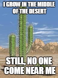 Antisocial cactus | I GROW IN THE MIDDLE OF THE DESERT; STILL, NO ONE COME NEAR ME | image tagged in cactus,memes,antisocial,desert | made w/ Imgflip meme maker