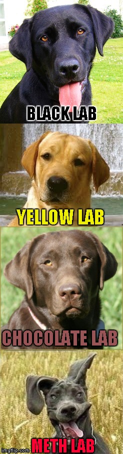 Not even once people!!! | BLACK LAB; YELLOW LAB; CHOCOLATE LAB; METH LAB | image tagged in labs,memes,funny dogs,dogs,not even once,funny | made w/ Imgflip meme maker
