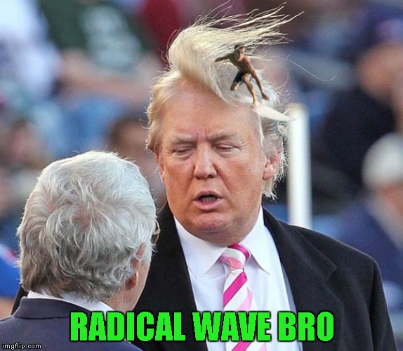 Riding the Presidential wave! | RADICAL WAVE BRO | image tagged in trump hair surfer,memes,trump,funny,bad rugs,radical wave | made w/ Imgflip meme maker