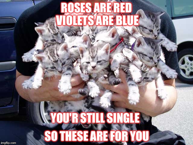 All the single ladies cat up | ROSES ARE RED VIOLETS ARE BLUE; YOU'R STILL SINGLE; SO THESE ARE FOR YOU | image tagged in crazy cat lady,valentine forever alone,roses are red,single,valentine's day,single ladies | made w/ Imgflip meme maker