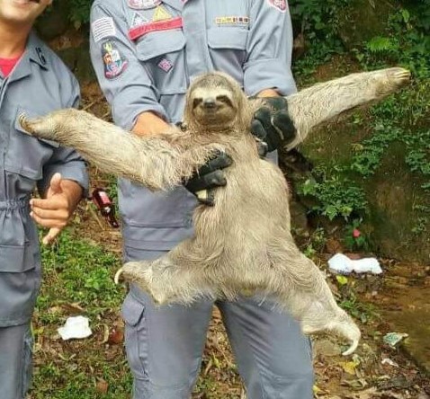 Happy Sloth Blank Meme Template