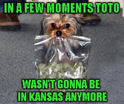 Time to leave Kansas way behind!!! | IN A FEW MOMENTS TOTO; WASN'T GONNA BE IN KANSAS ANYMORE | image tagged in dog with bud,memes,dogs,funny,animals,funny animals | made w/ Imgflip meme maker