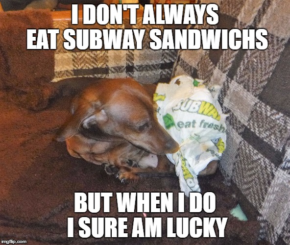 Subway | I DON'T ALWAYS EAT SUBWAY SANDWICHS; BUT WHEN I DO I SURE AM LUCKY | image tagged in subway memes,dog memes,dachshund,funny dogs | made w/ Imgflip meme maker
