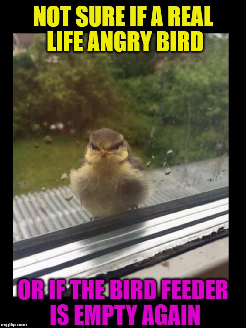 Real Life Angry Bird | NOT SURE IF A REAL LIFE ANGRY BIRD; OR IF THE BIRD FEEDER IS EMPTY AGAIN | image tagged in memes,funny,angry birds,pets,animals,puns | made w/ Imgflip meme maker